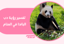 تفسير رؤية دب الباندا في المنام